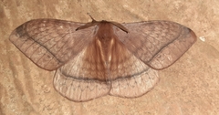 Eupterote