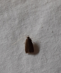 Lepidoptera