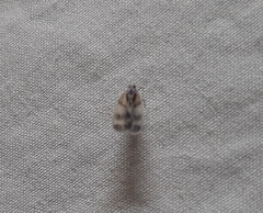 Lepidoptera