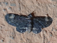 Lepidoptera