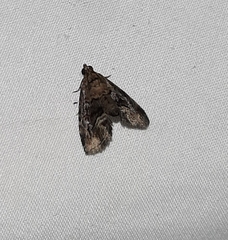 Lepidoptera