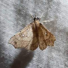 Lepidoptera