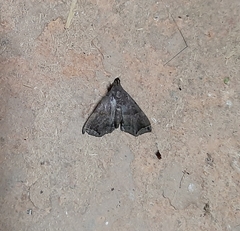 Lepidoptera