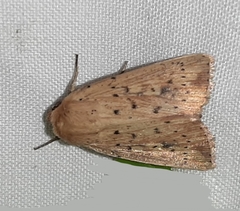 Lepidoptera