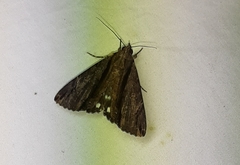 Lepidoptera