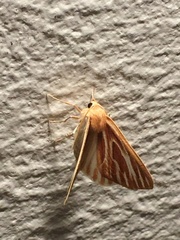 Sabulodes niveostriata