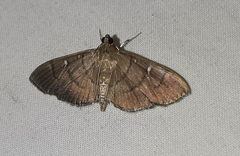 Lepidoptera