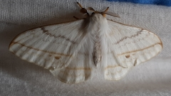 Lepidoptera