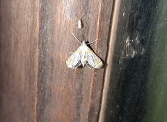 Lepidoptera