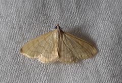 Lepidoptera