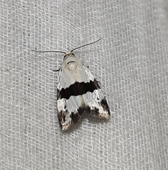 Maliattha ruptifascia