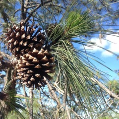 Pinus pseudostrobus apulcensis