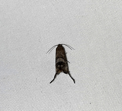 Lepidoptera