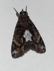 Lepidoptera