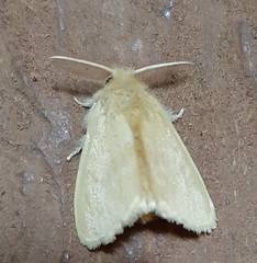 Lepidoptera