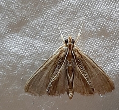 Lepidoptera