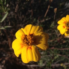 Tagetes linifolia