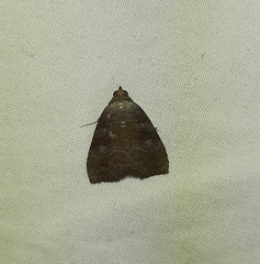 Lepidoptera