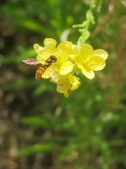 Sphaerophoria pyrrhina