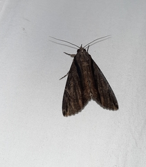 Lepidoptera