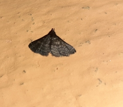 Lepidoptera