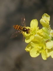Sphaerophoria pyrrhina