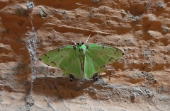 Lepidoptera