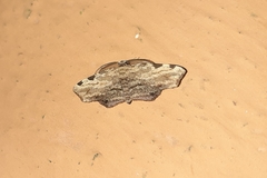 Lepidoptera