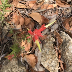 Castilleja tenuiflora