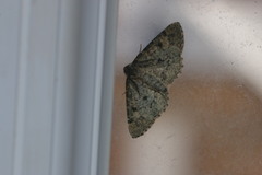 Cleorodes lichenaria