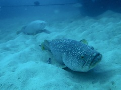 Epinephelus lanceolatus