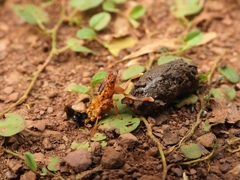 Rhyncocheilus aureus