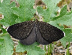 Odezia atrata