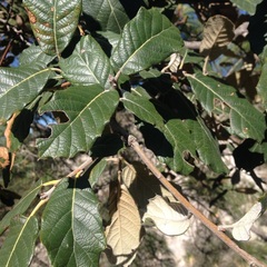 Quercus crassifolia