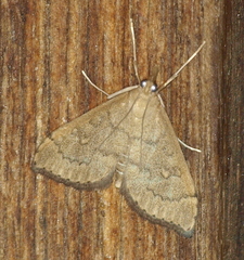 Metasia dicealis