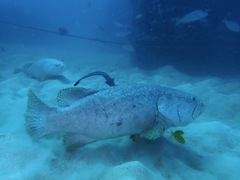 Epinephelus lanceolatus