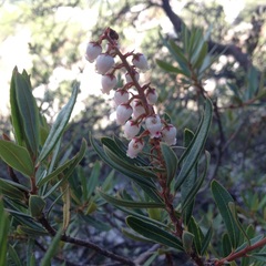 Comarostaphylis polifolia
