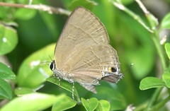 Rapala manea chozeba