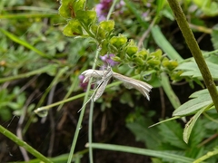 Pterophorus pentadactyla