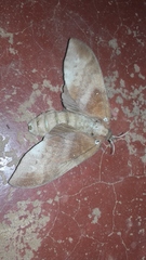 Suana concolor