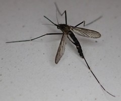 Aedes