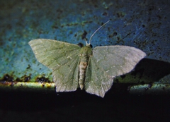 Chloropteryx tepperaria