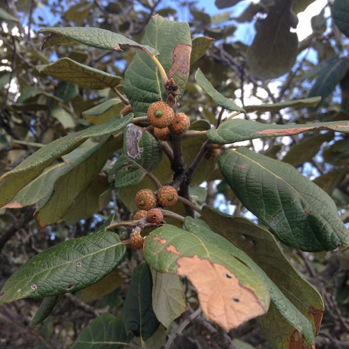 Quercus (Quercus) crassifolia
