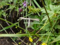 Pterophorus pentadactyla