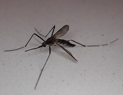 Aedes