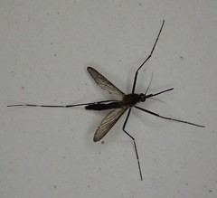 Aedes