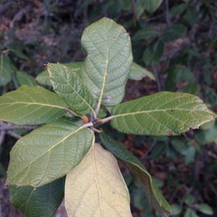 Quercus crassifolia