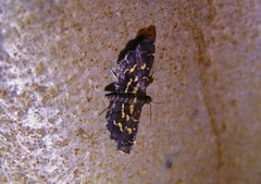Eurrhyparodes splendens