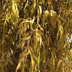 Phoradendron galeottii