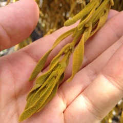 Phoradendron galeottii